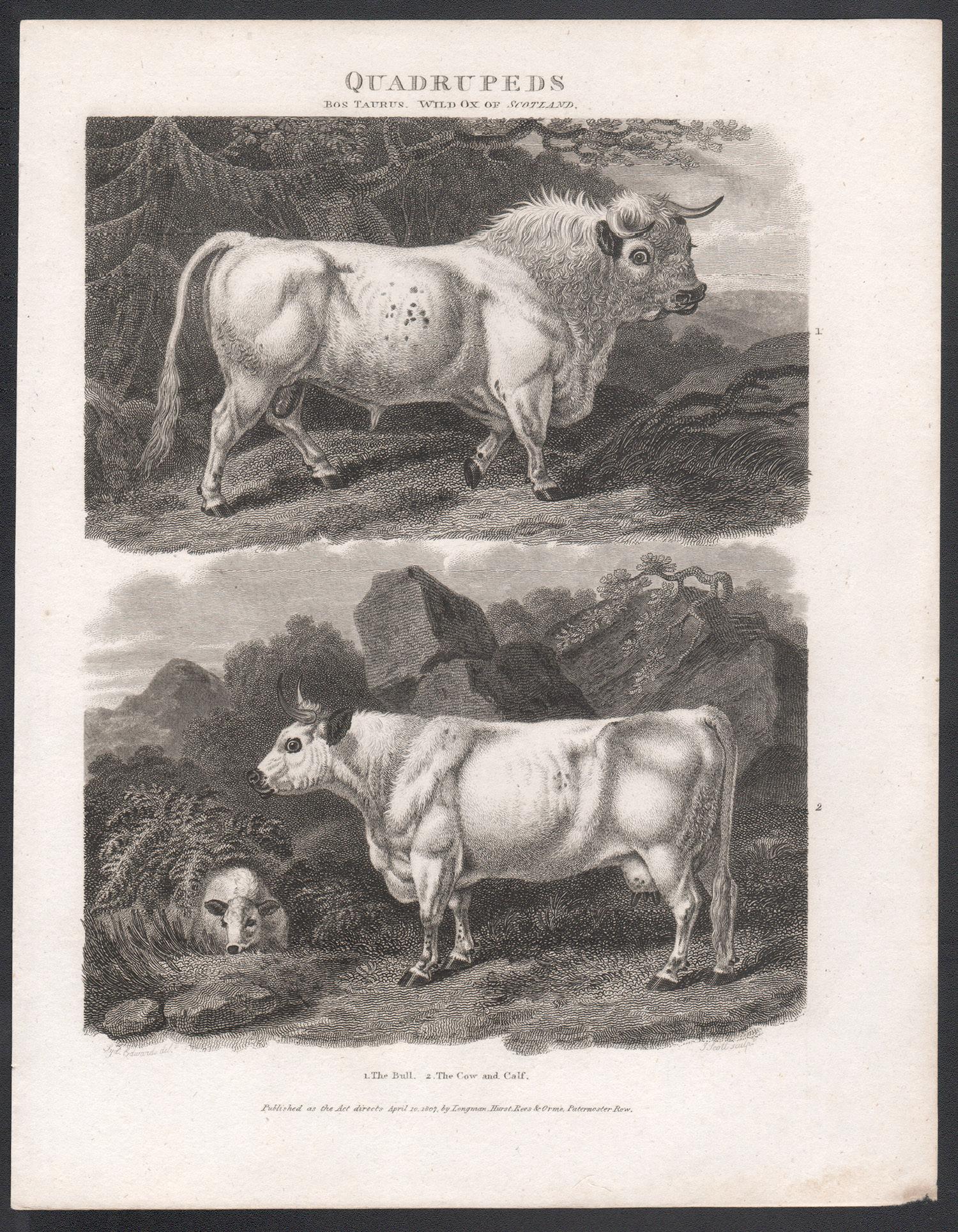 The Bull & The Cow and Calf, English animal cow cattle engraving, 1807 - Print by Unknown