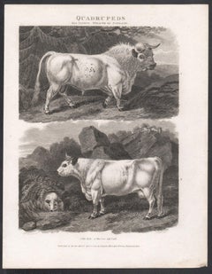 The Bull & The Cow and Calf, English animal cow cattle engraving, 1807