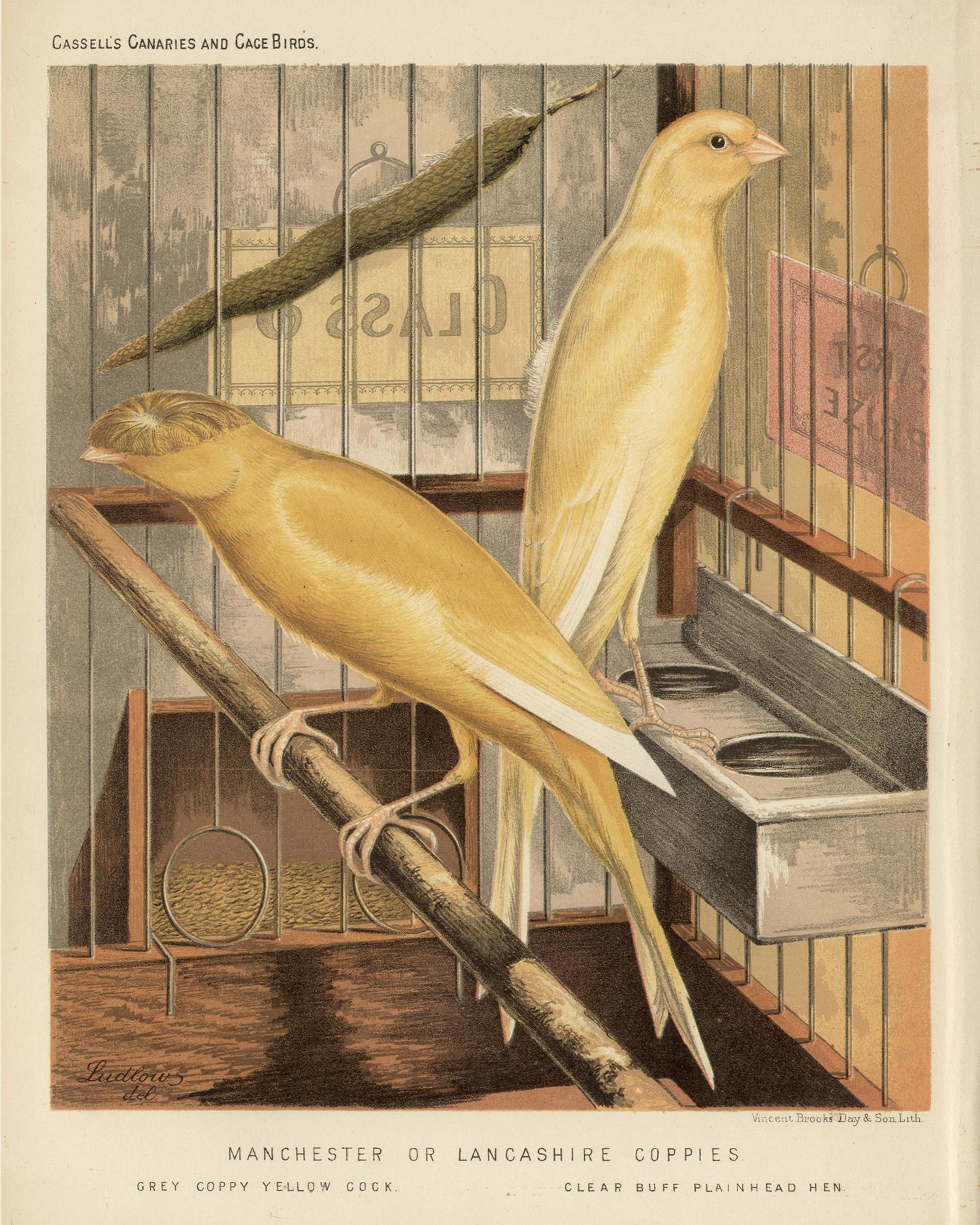 Manchester or Lancashire Coppies, antique canary chromolithograph print, 1880