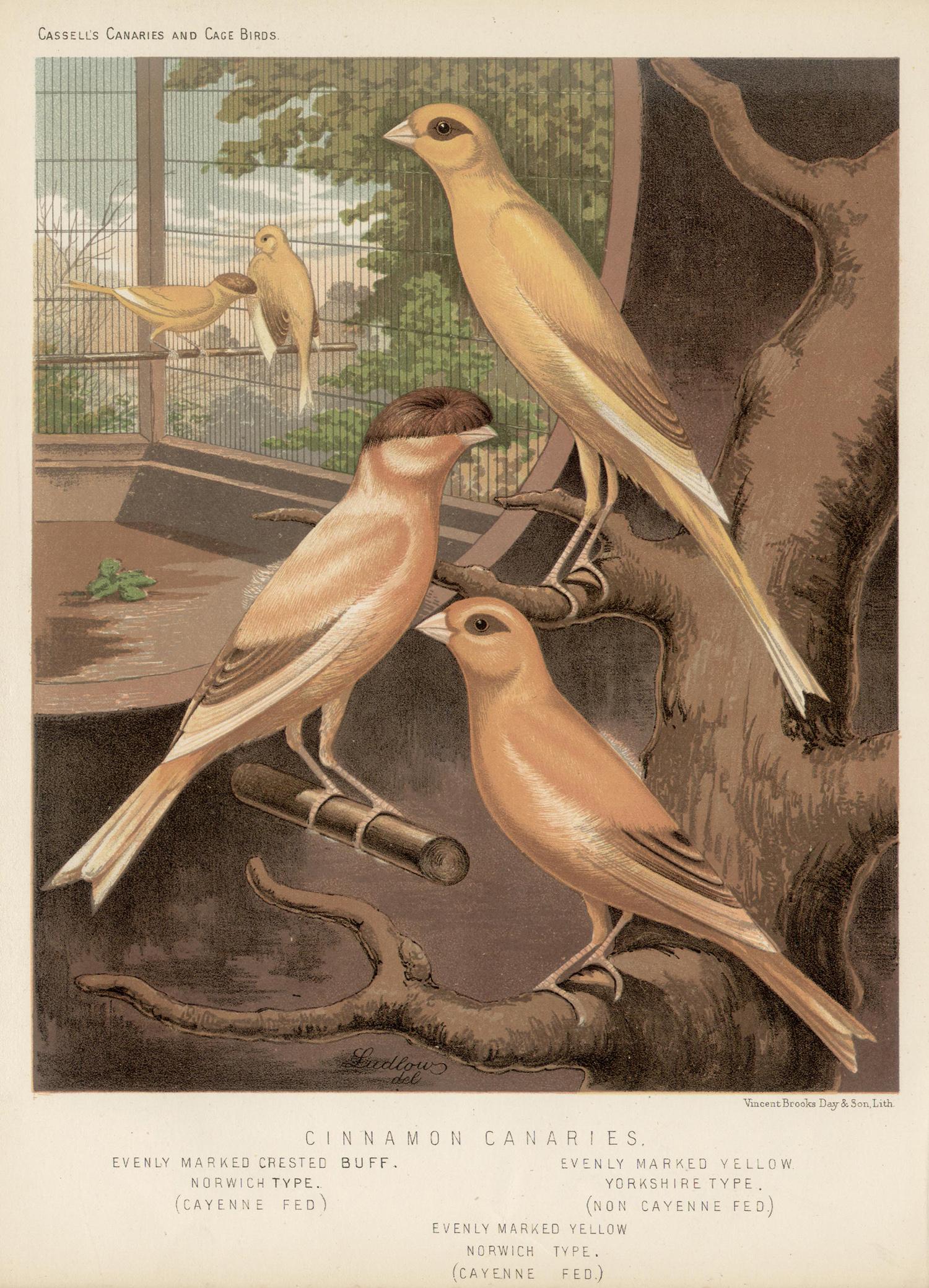 JW Ludlow Animal Print - Cinnamon Canaries, antique bird canary chromolithograph print, 1880