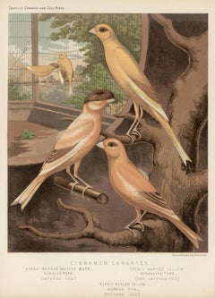 Cinnamon Canaries, antique bird canary chromolithograph print, 1880