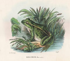 Rana Comune (Common Frog), Italian lithograph, circa 1870