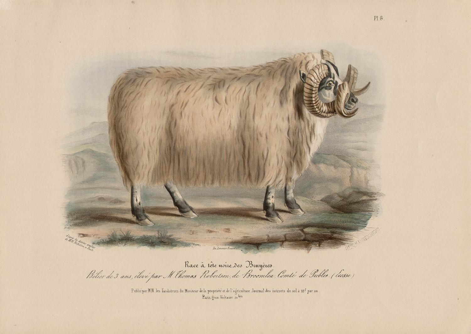 Black-Faced Heath Breed, sheep lithograph with original hand-colouring, c 1845 - Print by After William Shiels