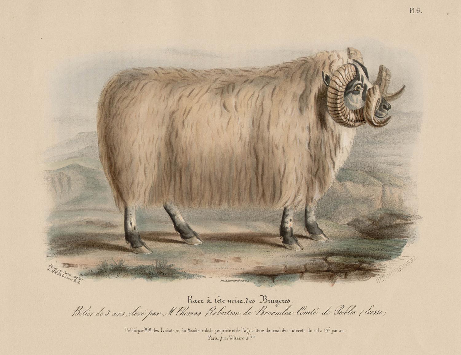 After William Shiels Animal Print - Black-Faced Heath Breed, sheep lithograph with original hand-colouring, c 1845