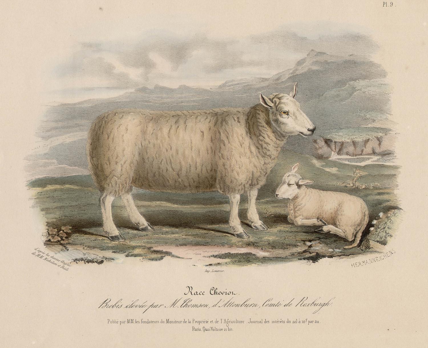 After William Shiels Animal Print - Cheviot Sheep, lithograph with original hand-colouring, circa 1845