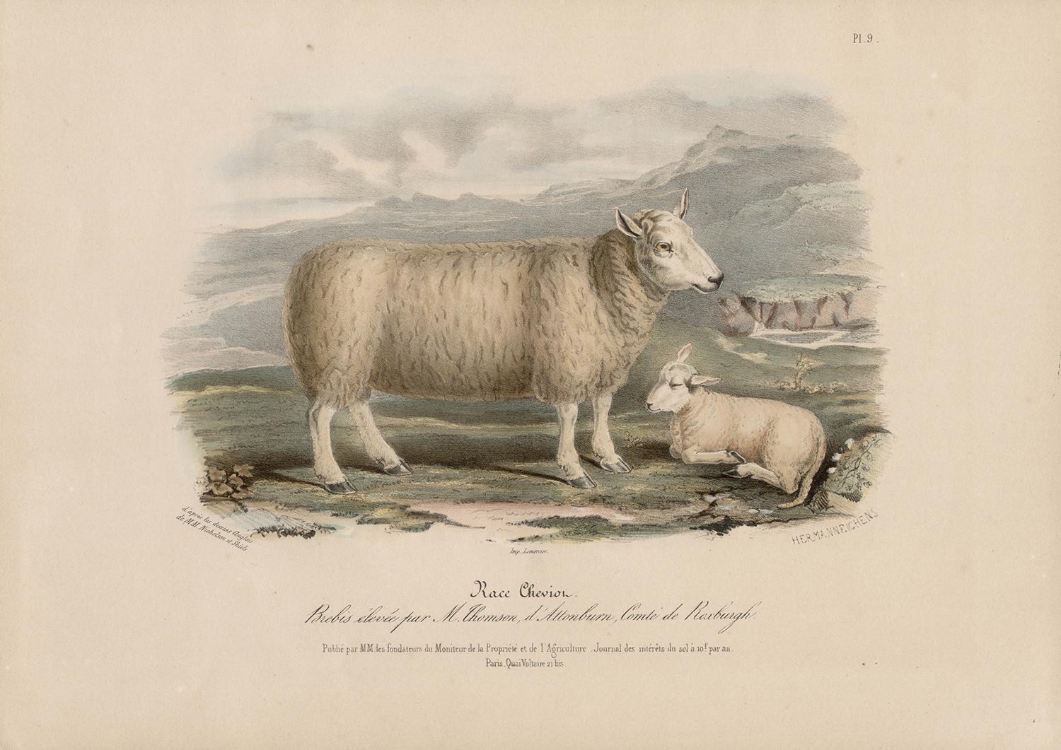 Cheviot Sheep, lithograph with original hand-colouring, circa 1845 - Print by After William Shiels