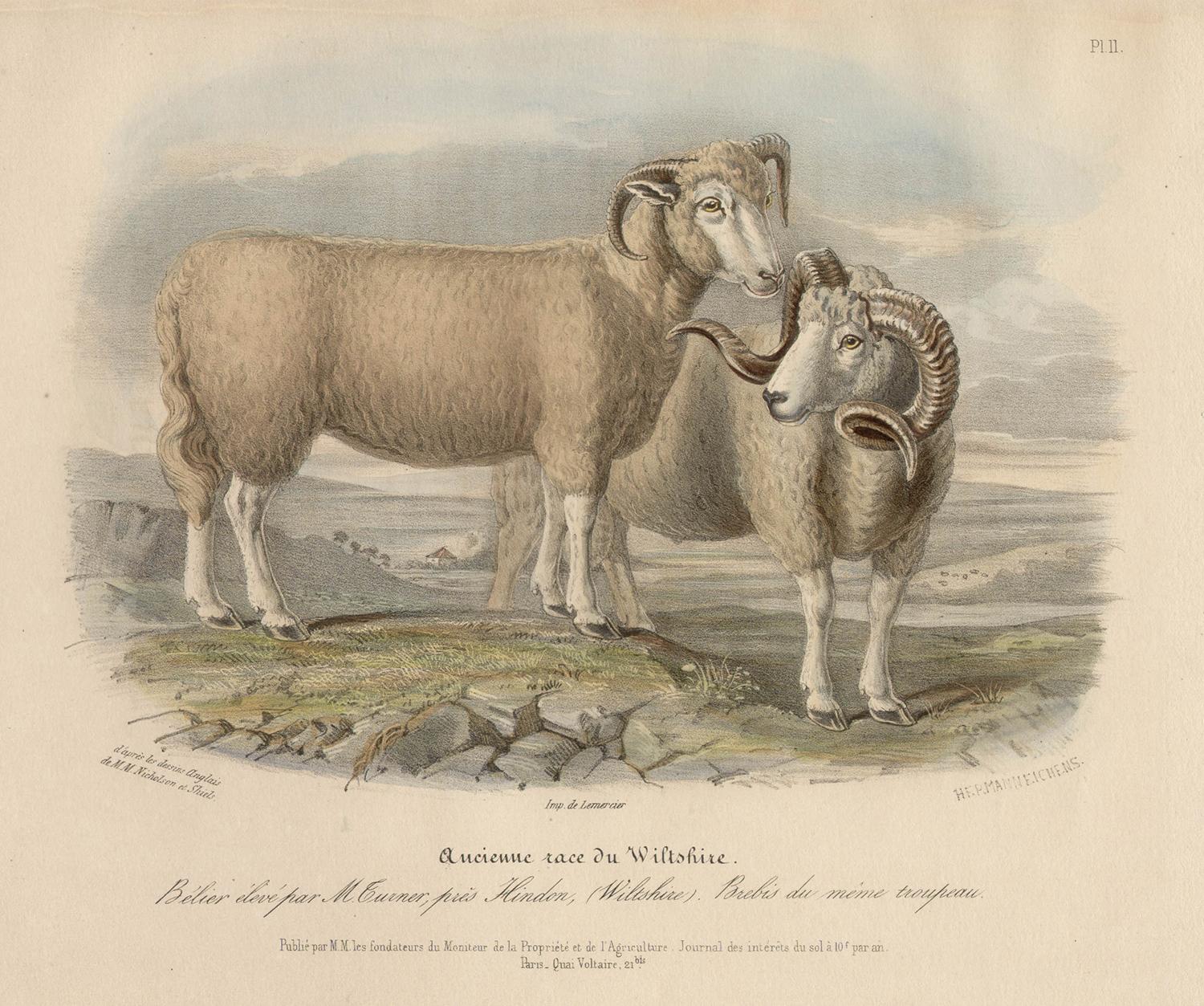 After William Shiels Animal Print - Wiltshire breed, sheep lithograph with original hand-colouring, circa 1845
