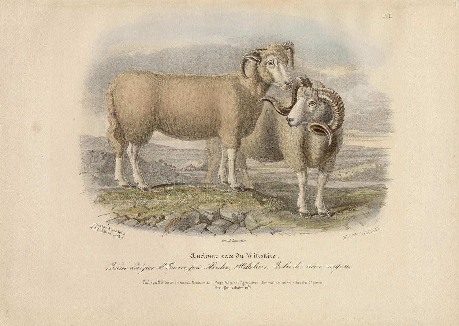 Wiltshire breed, sheep lithograph with original hand-colouring, circa 1845 - Print by After William Shiels
