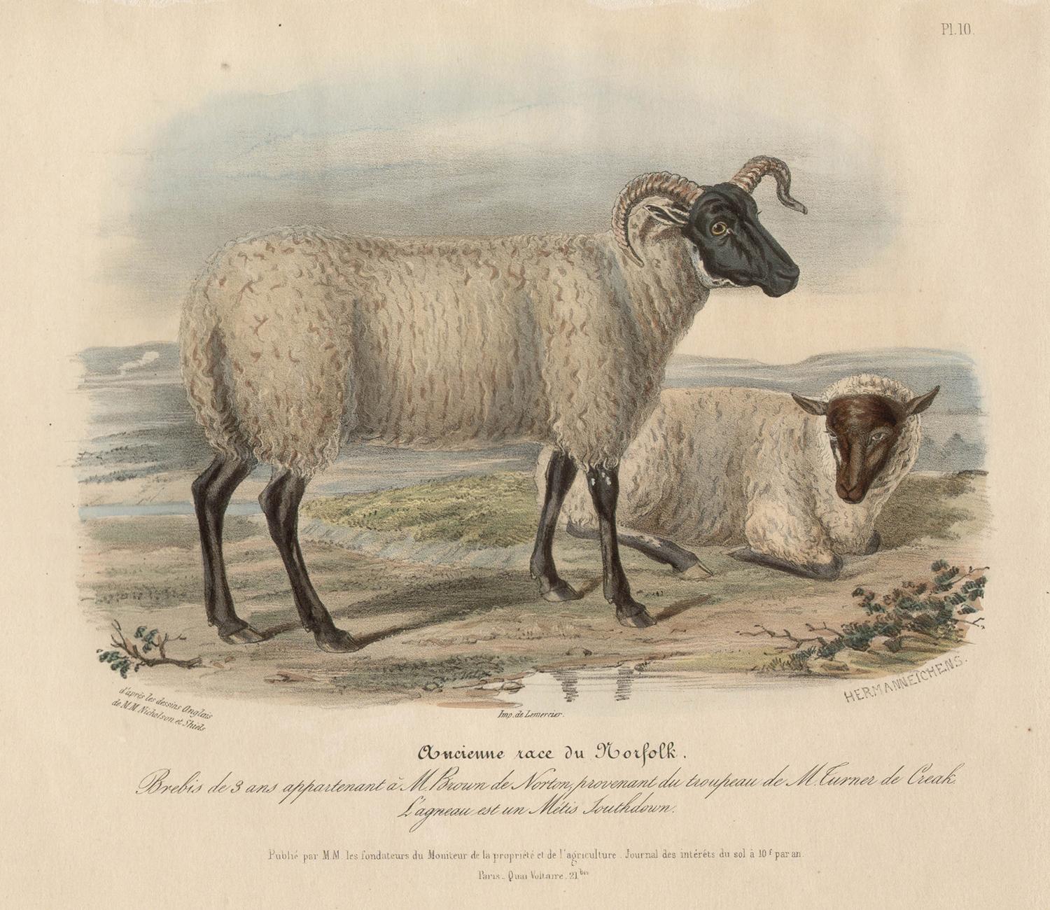 Old Norfolk Breed, litografia di pecore con colorazione a mano originale, circa 1845