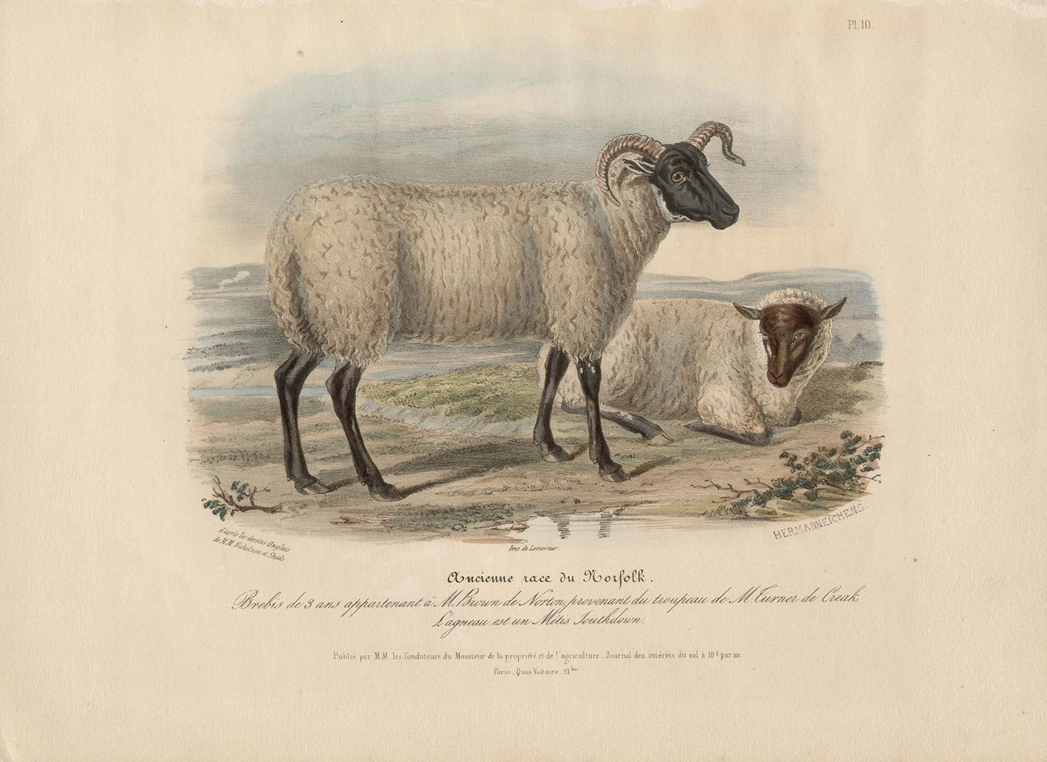 Old Norfolk Breed, sheep lithograph with original hand-colouring, circa 1845 - Print by After William Shiels