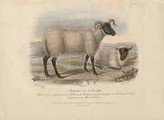 Old Norfolk Breed, Schafslithographie mit Original-Handkolorierung, um 1845