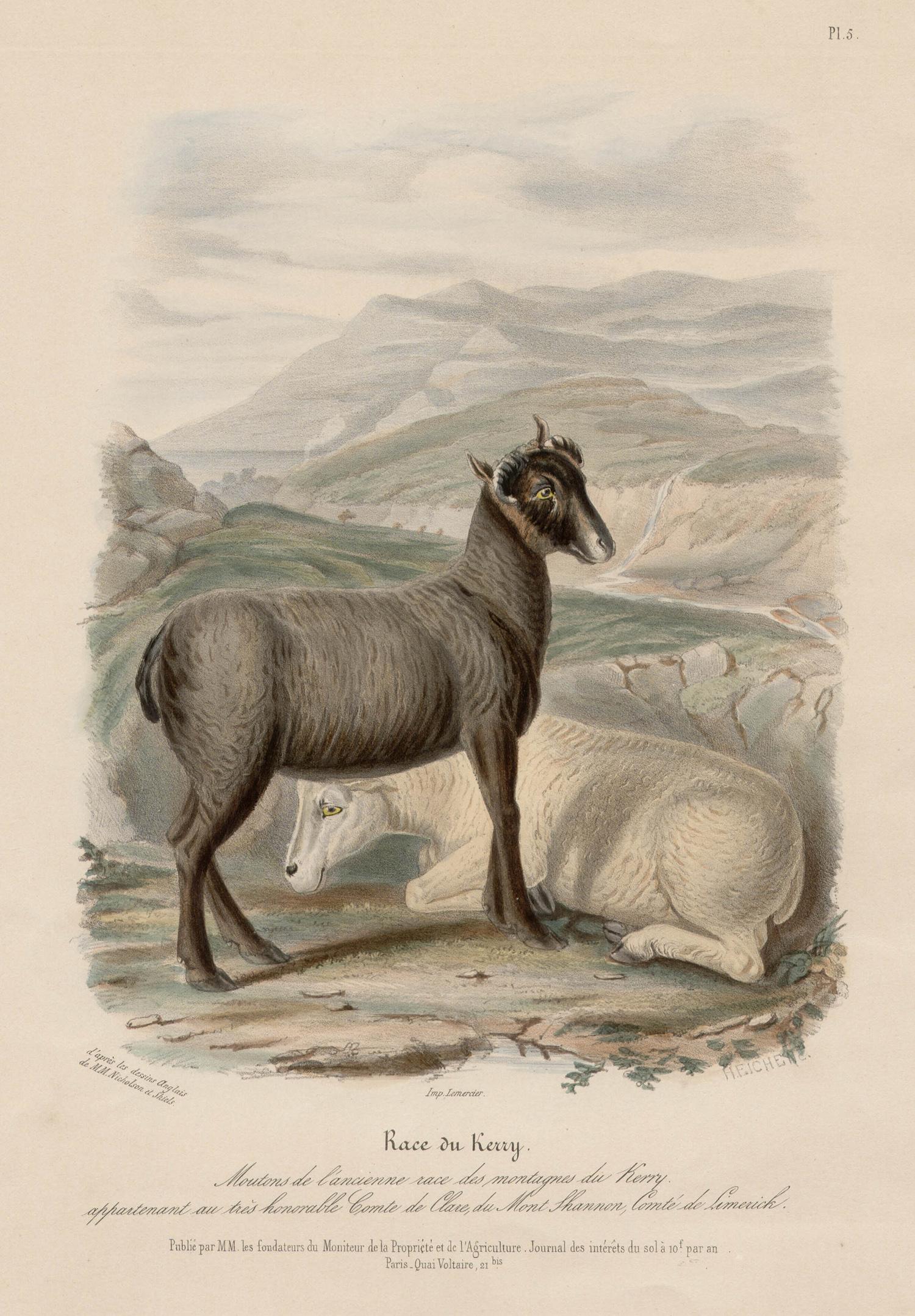Kerry Breed, lithographie irlandaise de moutons avec coloration originale à la main, vers 1845