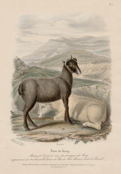 Raza Kerry, oveja irlandesa litografía con coloreado a mano original, hacia 1845
