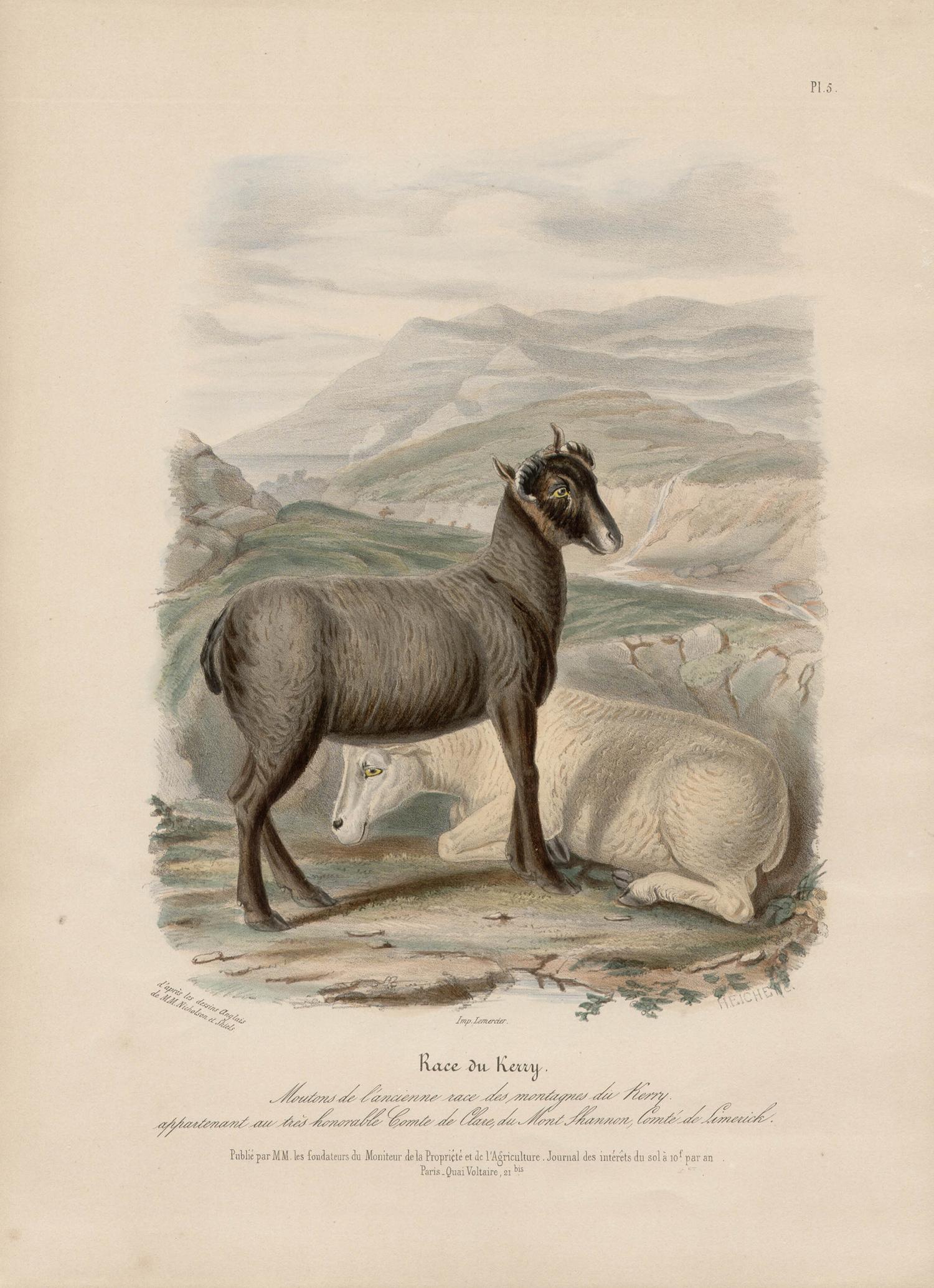 Kerry Breed, Irish sheep lithograph with original hand-colouring, circa 1845 - Print by After William Shiels