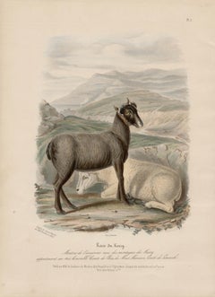 Kerry Breed, Irish sheep lithograph with original hand-colouring, circa 1845