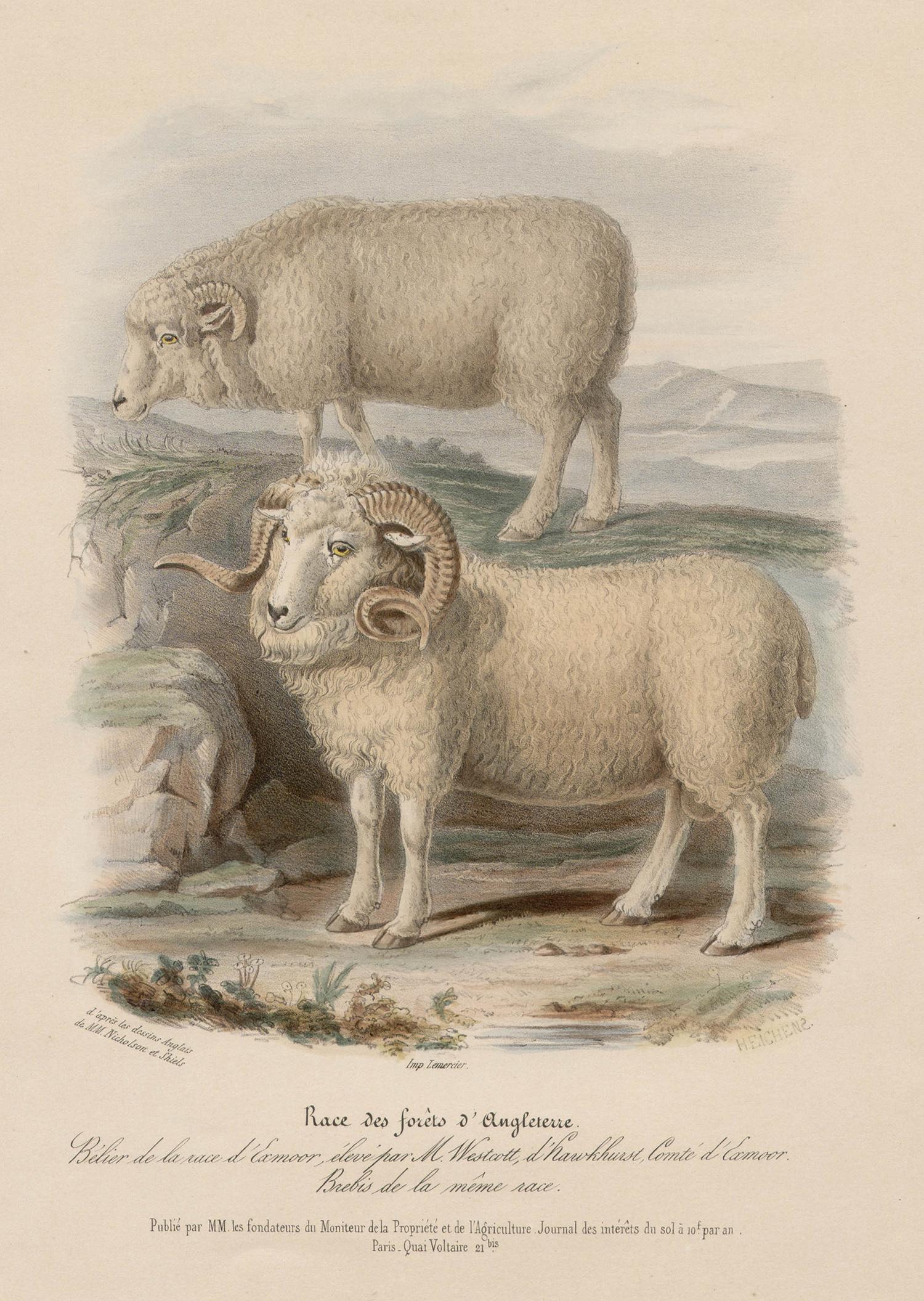 After William Shiels Animal Print - The English Forest Breed, sheep lithograph with original hand-colouring, c 1845