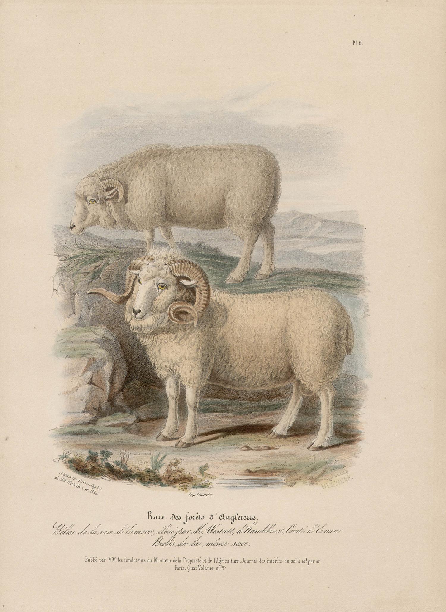 The English Forest Breed, sheep lithograph with original hand-colouring, c 1845 - Print by After William Shiels
