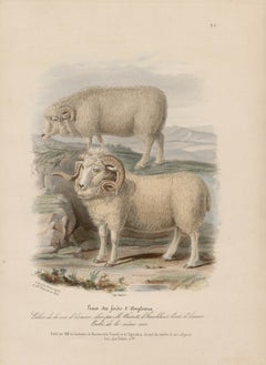 The English Forest Breed, sheep lithograph with original hand-colouring, c 1845