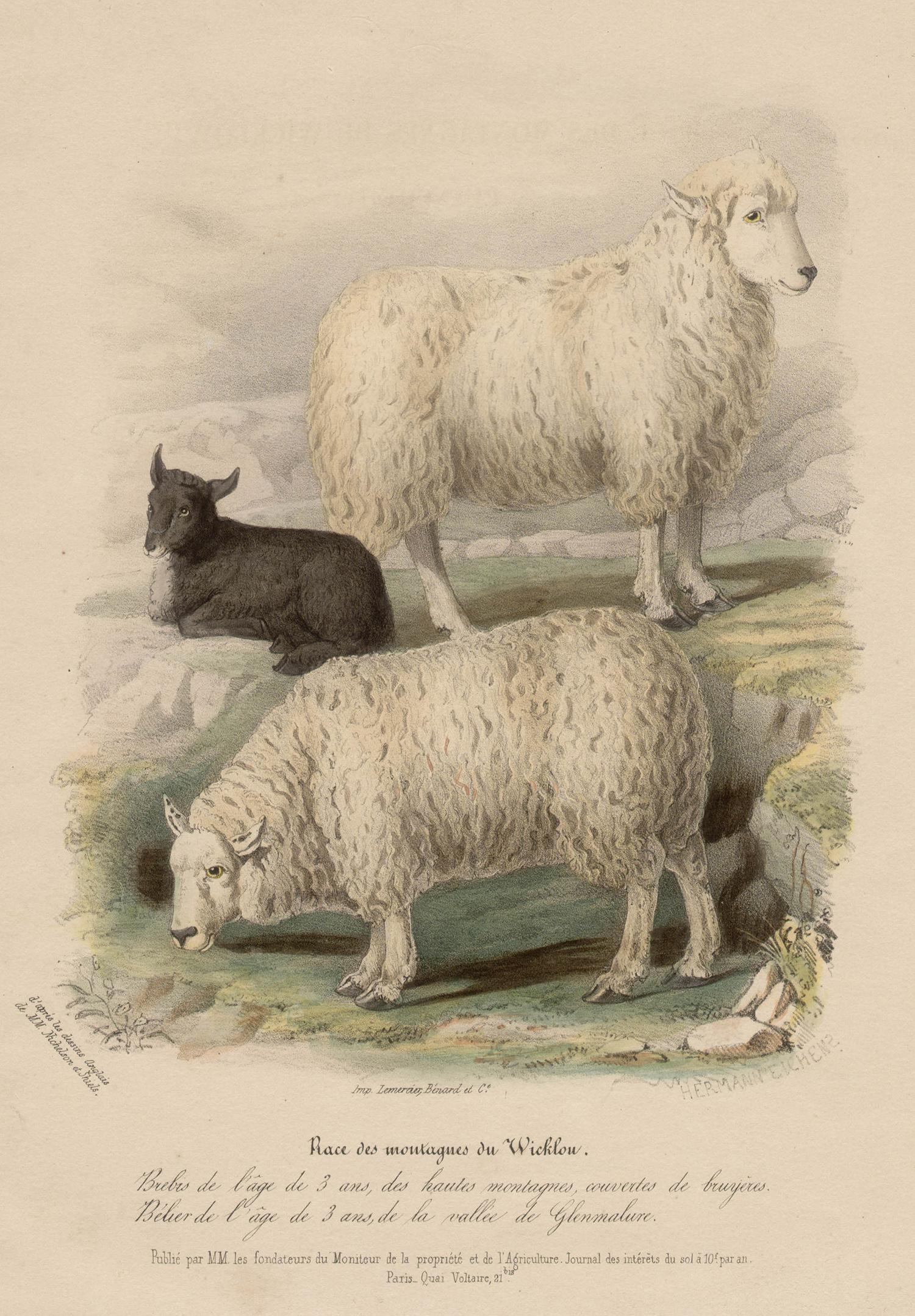 After William Shiels Animal Print - Wicklow Breed, sheep lithograph with original hand-colouring, c 1845