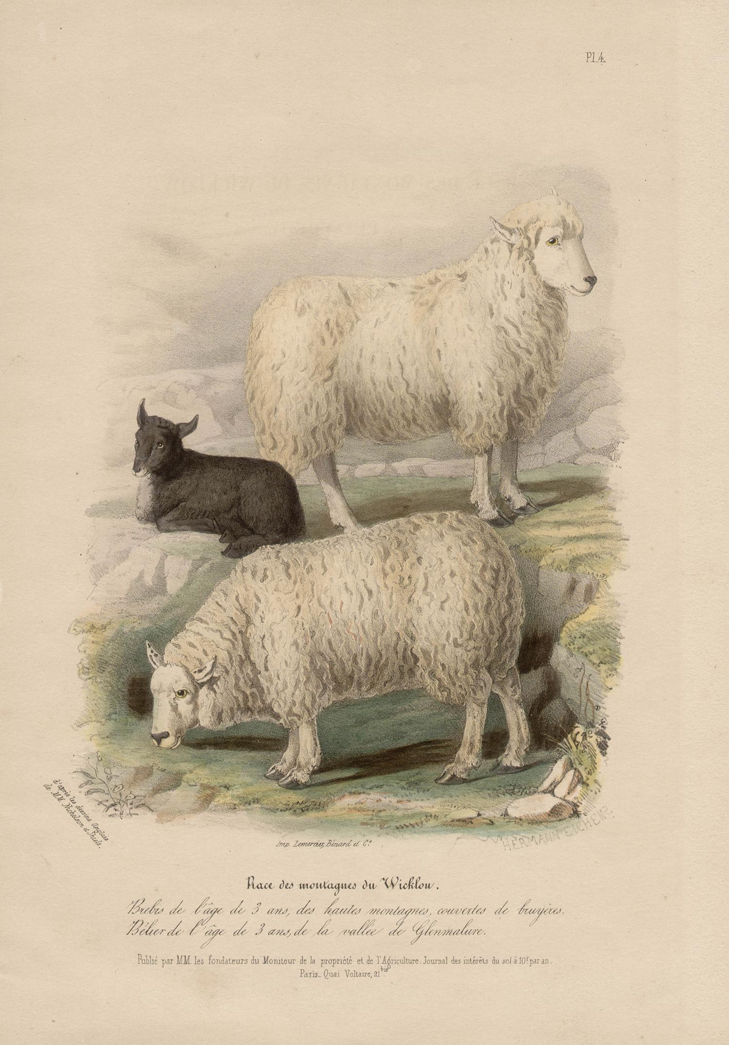 Wicklow Breed, sheep lithograph with original hand-colouring, c 1845 - Print by After William Shiels
