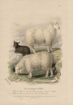 Wicklow Breed, sheep lithograph with original hand-colouring, c 1845
