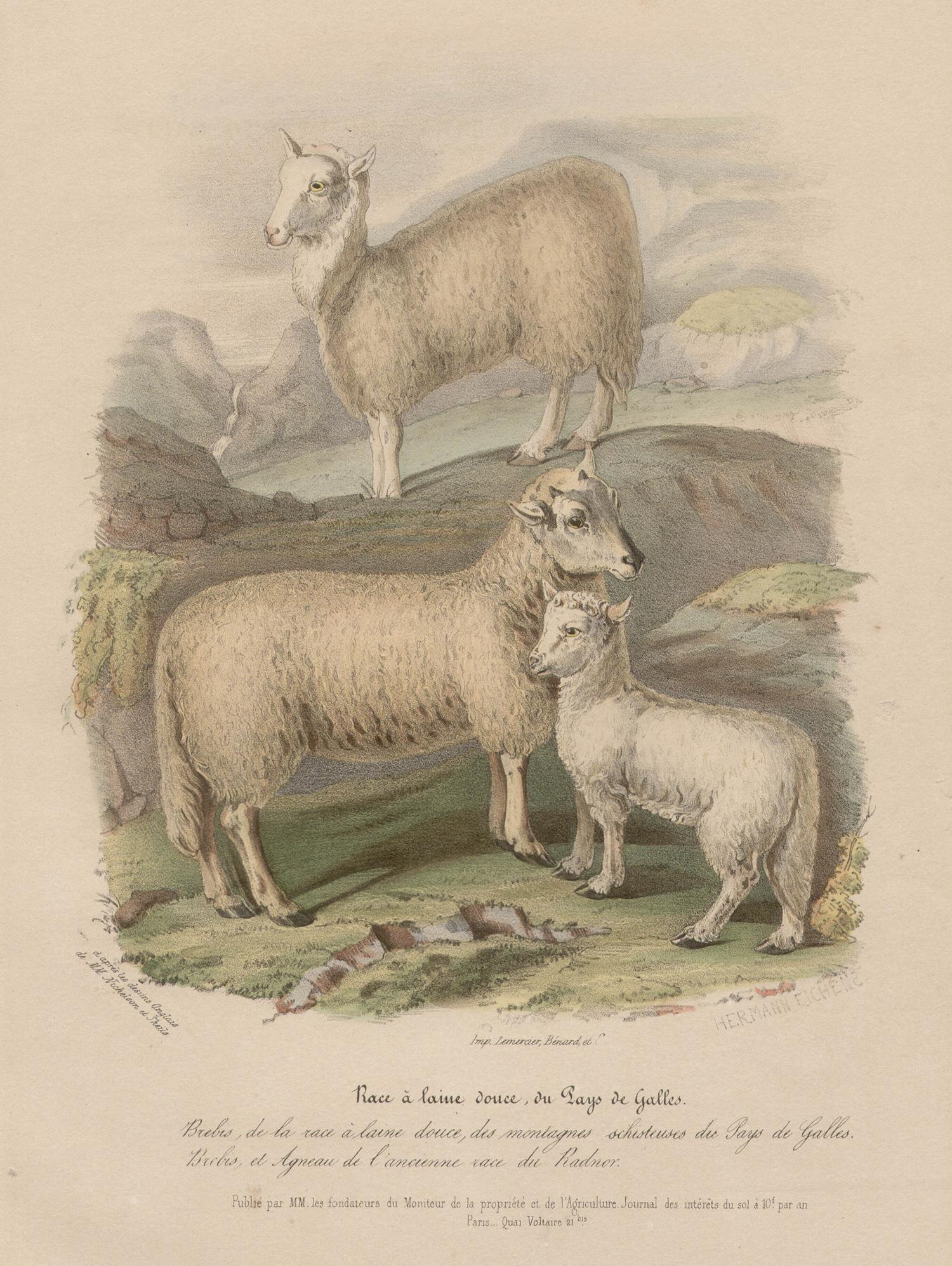 After William Shiels Animal Print - Soft-woolled Sheep of Wales, lithograph with original hand-colouring, c 1845