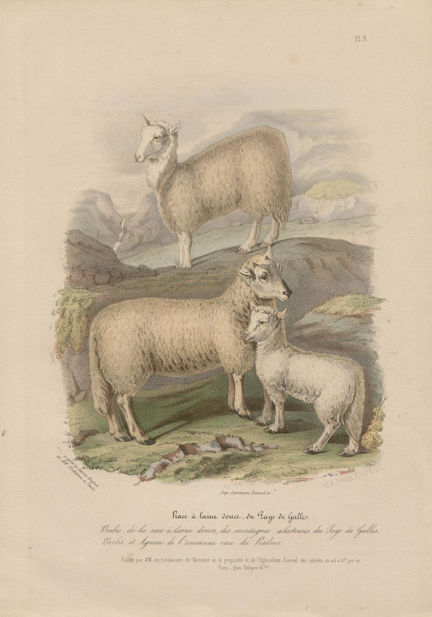 Soft-woolled Sheep of Wales, lithograph with original hand-colouring, c 1845 - Print by After William Shiels
