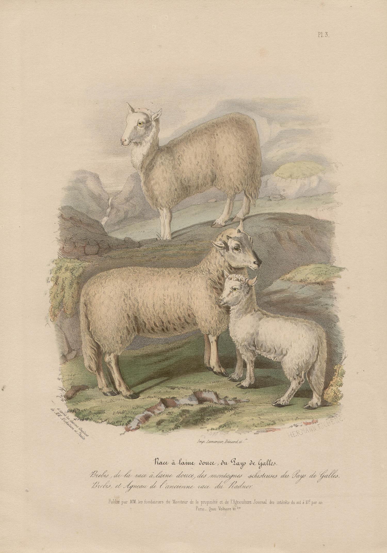 Oveja de lana suave de Gales, litografía con coloreado a mano original, c 1845 - Print de After William Shiels