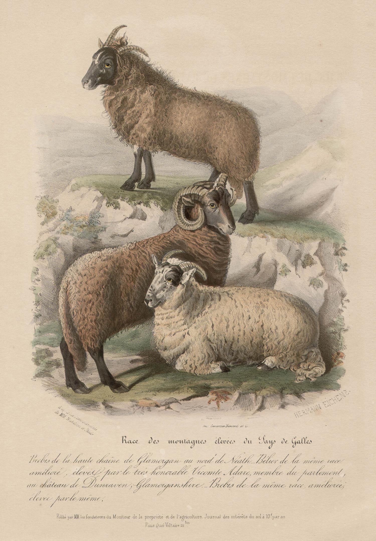 After William Shiels Animal Print - Higher Welsh Mountains Sheep, lithograph with original hand-colouring, c 1845