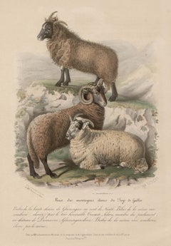 Pecora delle montagne del Galles, litografia con colorazione a mano originale, 1845 circa
