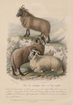 Moutons des hautes montagnes galloises, lithographie avec coloration à la main d'origine, vers 1845