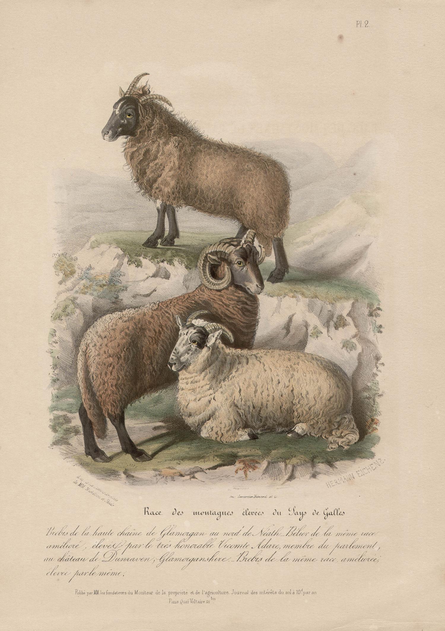 Higher Welsh Mountains Sheep, lithograph with original hand-colouring, c 1845 - Print by After William Shiels