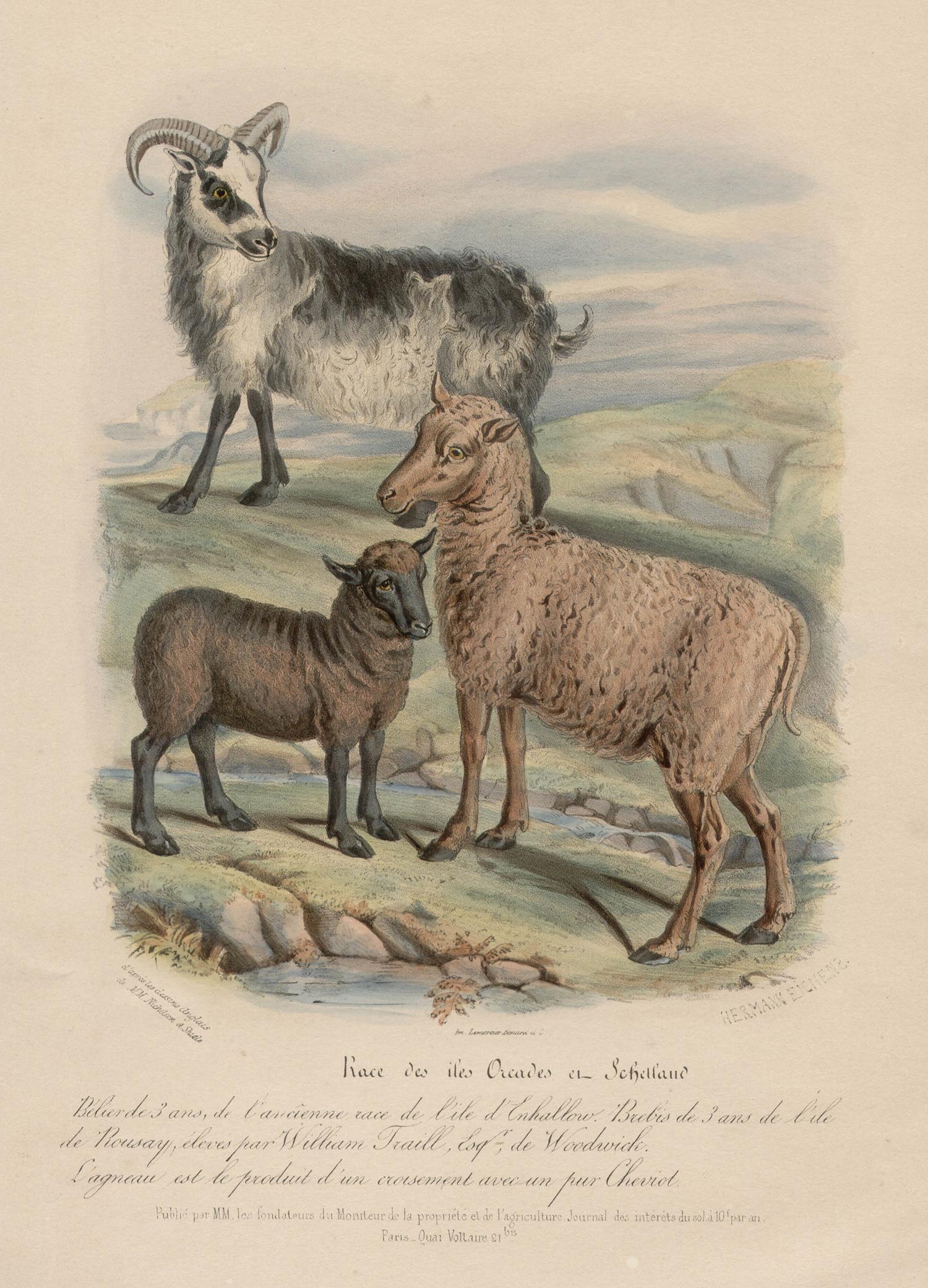 Lithographie d'animaux, moutons de l'île de Shetland et d'Orkney, Écosse