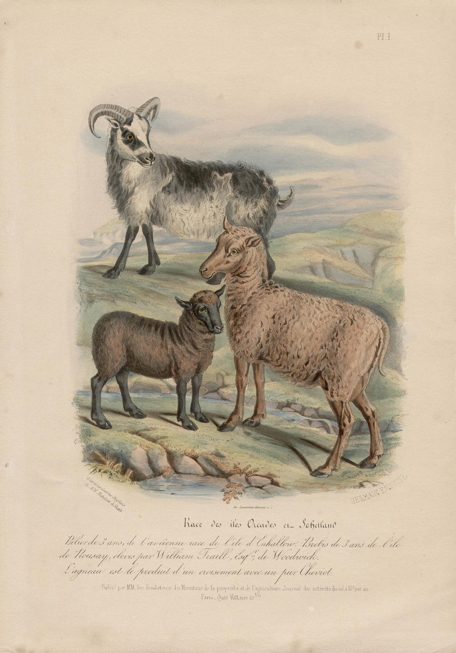 Shetland and Orkney Island Sheep, Scotland, animal lithograph print - Print by After William Shiels