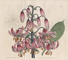 Turk's Cap Lily, botanical engraving with original hand-colouring, 1805