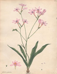 Gladiolus Polystachius - Branching Gladiolus, botanical flower engraving print