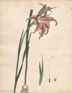 Gladiolus Versicolor - Changeable Gladiolus, botanical flower engraving print