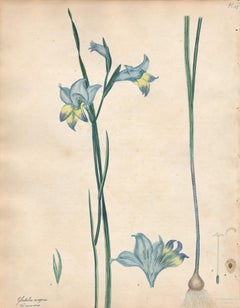 Gladiolus Ringens - English Henry Andrews botanical flower engraving, c1800