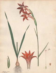 Gladiolus Praecox - English Henry Andrews botanical flower engraving, c1800