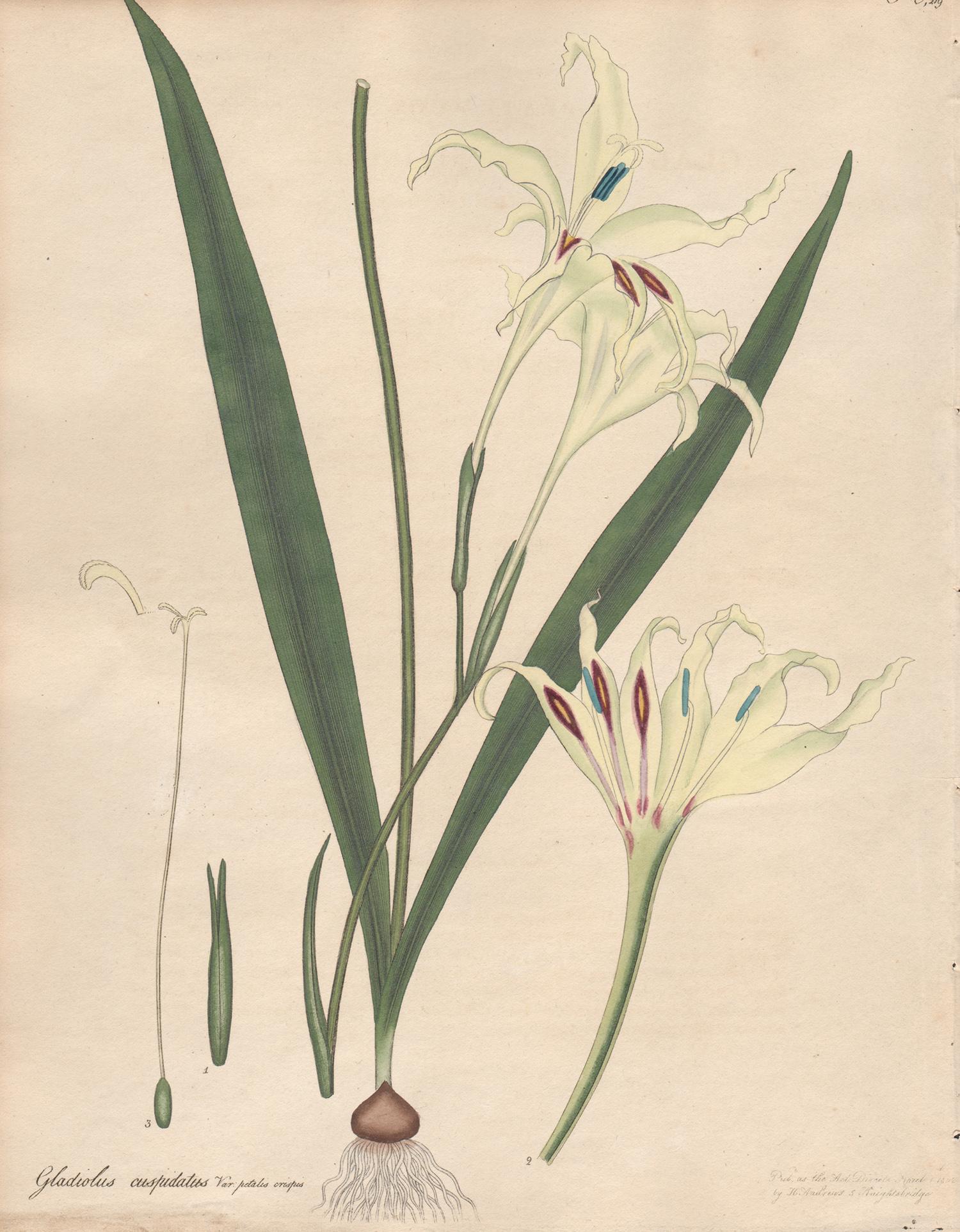 Henry C Andrews Still-Life Print - Gladiolus Cuspidatus - English Henry Andrews botanical flower engraving, c1800