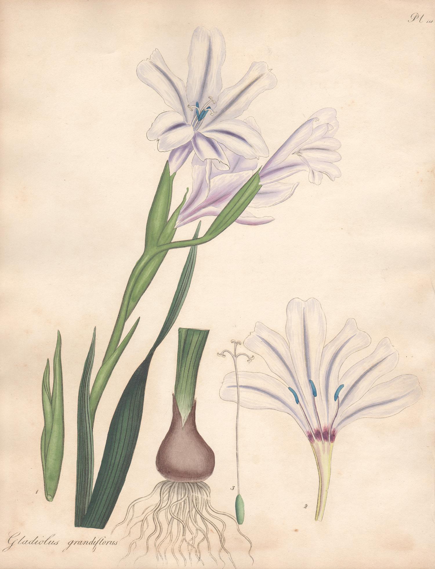 Henry C Andrews Still-Life Print - Gladiolus Grandiflorus - English Henry Andrews botanical flower engraving, c1800