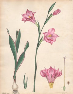 Gladiolus Roseus - English Henry Andrews botanical flower engraving, c1800