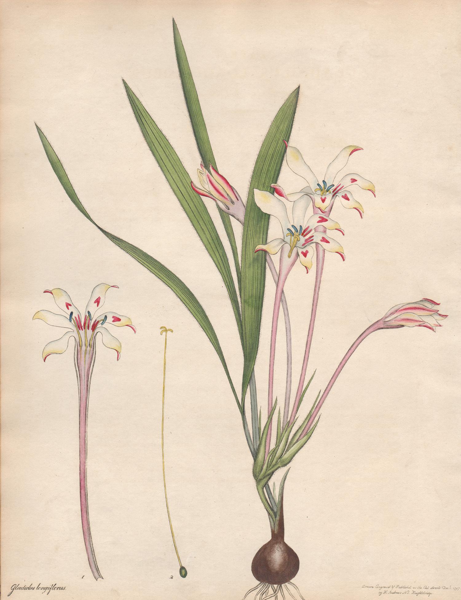 Henry C Andrews Still-Life Print - Gladiolus Longiflorus - English Henry Andrews botanical flower engraving, c1800