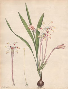 Gladiolus Longiflorus - English Henry Andrews botanical flower engraving, c1800