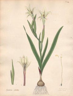 Gladiolus Striatus - English Henry Andrews botanical flower engraving, c1800