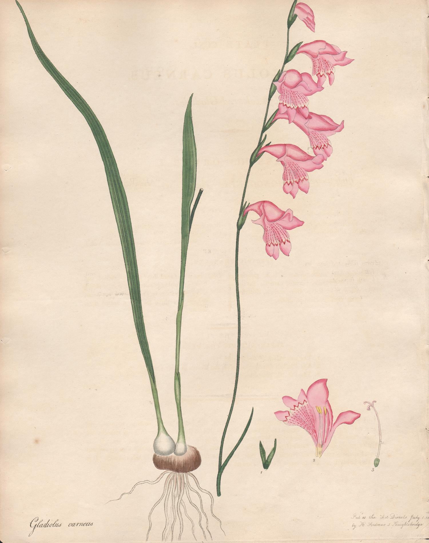 Henry C Andrews Still-Life Print - Gladiolus Carneus - Henry Andrews antique botanical pink flower engraving print