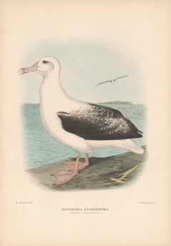 Royal Albatross, Sea Bird lithograph with hand-colouring, 1928