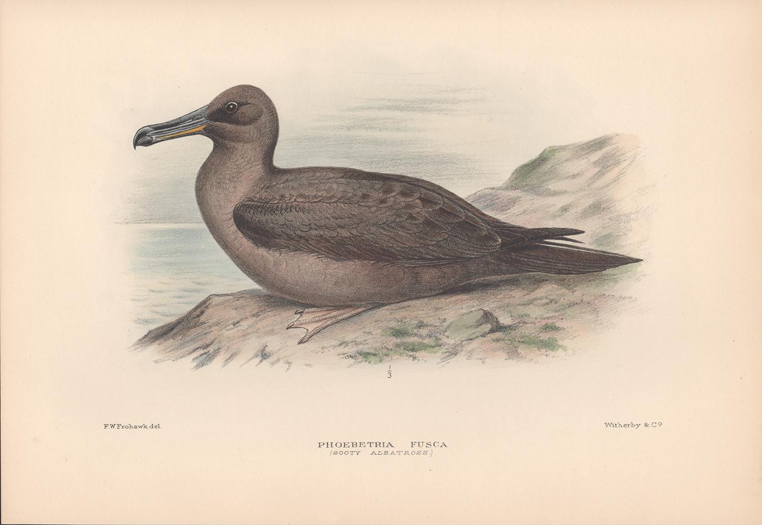 After Henrik Gronvold Animal Print - Sooty Albatross, Sea Bird lithograph with hand-colouring, 1928