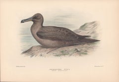 Sooty Albatross, Sea Bird lithograph with hand-colouring, 1928