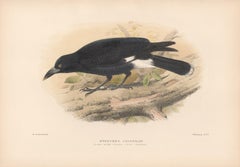 Lithographie d'oiseau Crow-Shrike de Lord Howe Island avec coloration à la main, 1928